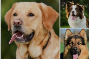 Nomes para cachorros