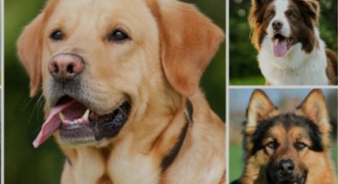 Nomes para Cachorros: Como Escolher o Ideal Para Seu Amigo