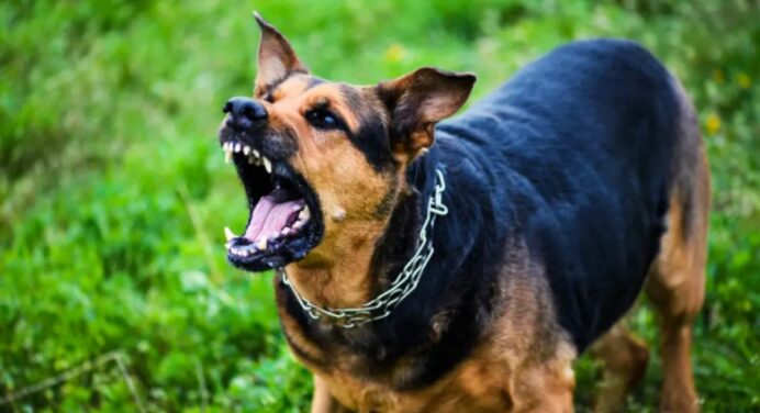 Cachorros Bravos: Compreendendo o Comportamento Agressivo