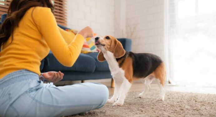 Adestrar Cachorro: Tudo o Que Você Precisa Saber está Aqui