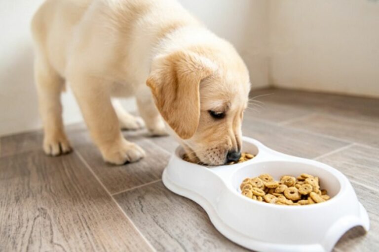 Cão Filhote comendo ração