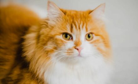 Raças de gatos