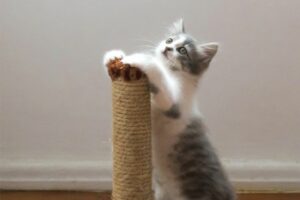 Criação de gatos.