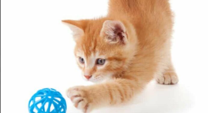 7 Dicas de Gatos Que Todo Tutor Precisa Saber