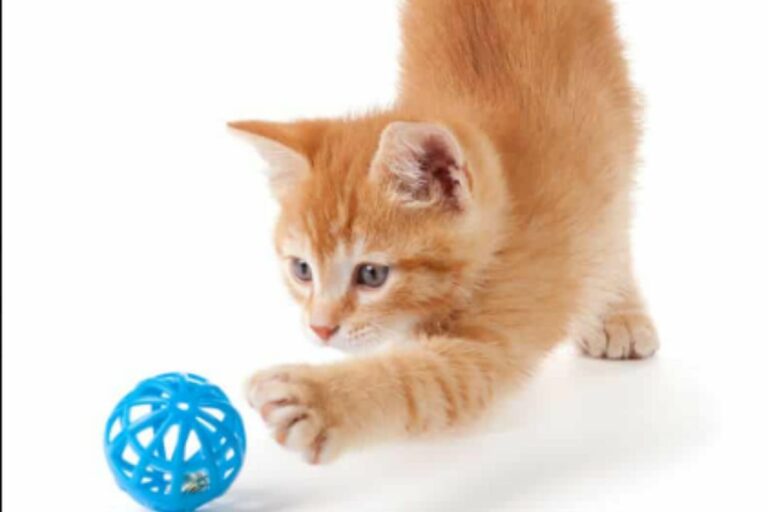 Dicas de Gatos