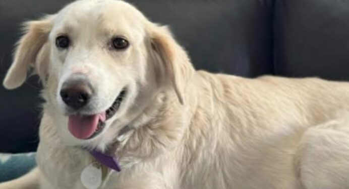 Curiosidades sobre cachorros que você provavelmente não sabia.