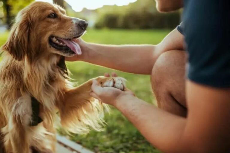 Cães e suas emoções