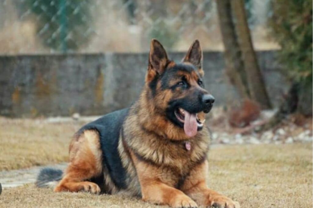 Cachorro