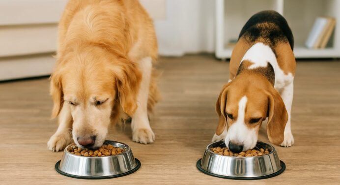 Receitas para Cachorros: Delícias Saudáveis para o Seu Pet