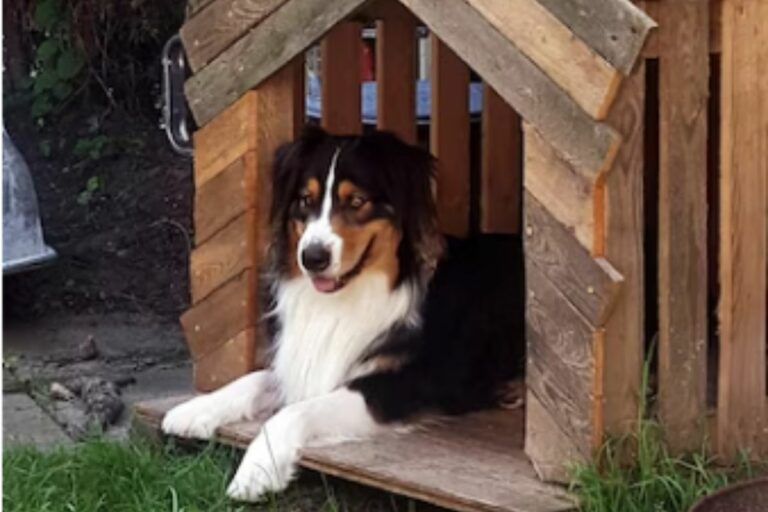Cachorro em sua casa