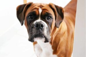 Cachorro Boxer