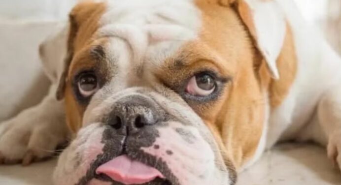 Bulldog Inglês: Guia Completo Sobre a Raça e Seus Cuidados