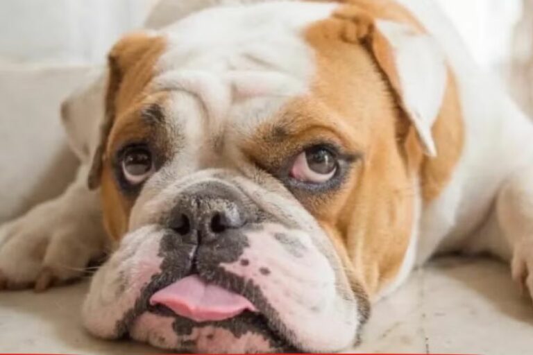 Bulldog ingles
