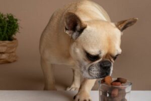 Alimentos Orgânicos para pets