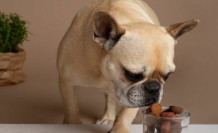 Alimentos Orgânicos para pets