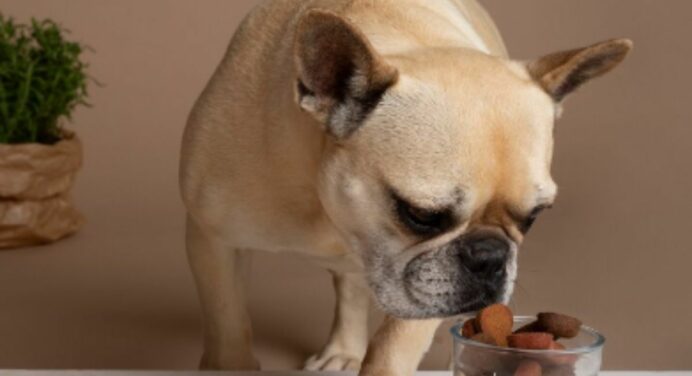 Alimentos Orgânicos para Pets: Mais Saúde na Tigela.