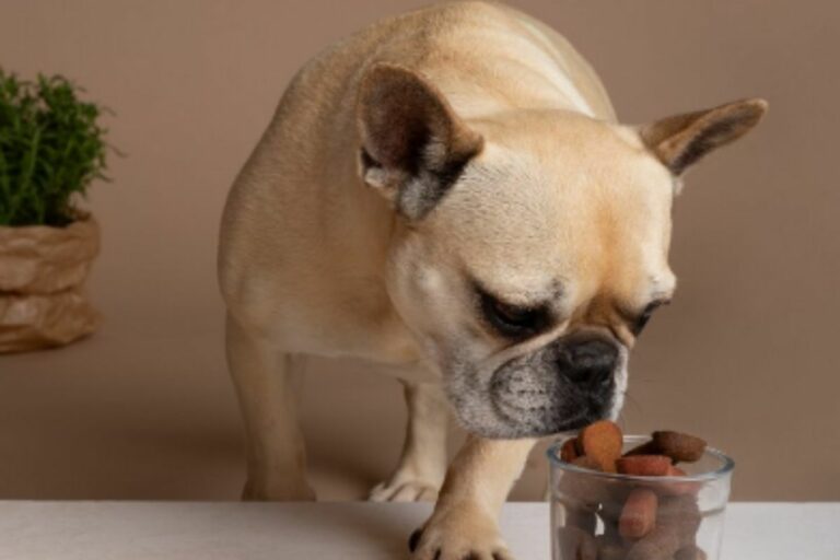 Alimentos Orgânicos para pets