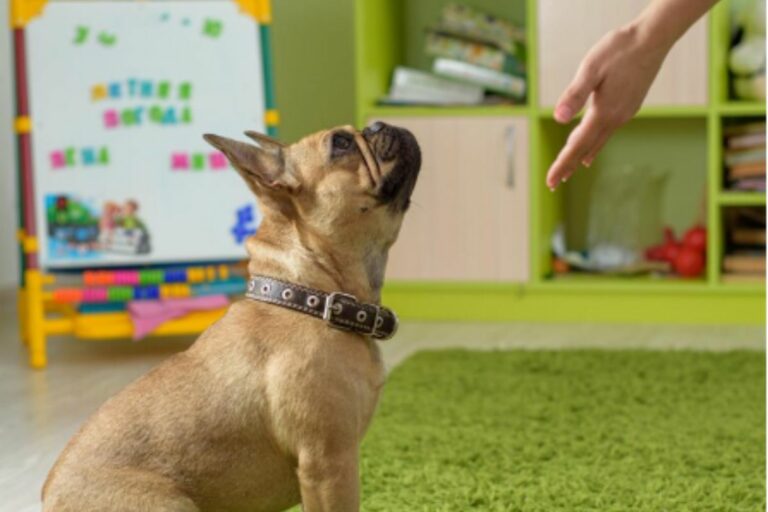Creche para cães