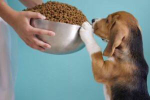 Ração para cães