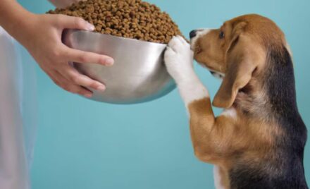 Ração para cães