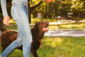 Convivência com cães