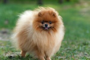 Lulu da Pomerânia