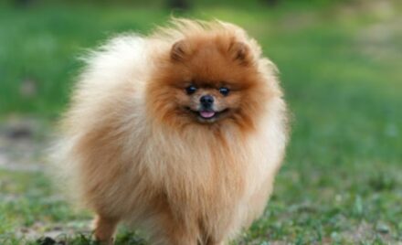 Lulu da Pomerânia