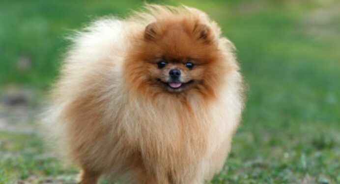 Lulu da Pomerânia: Tudo Sobre a Raça e Seus Cuidados