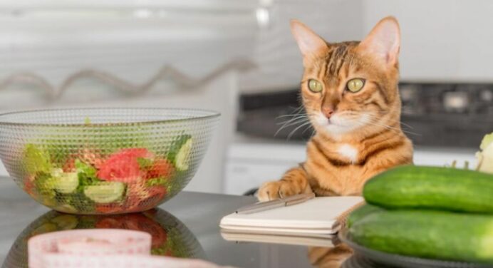 Alimentação Natural para Gatos: Benefícios e Cuidados Essenciais