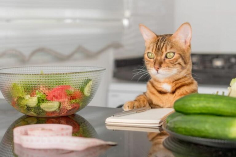 Gato alimentação natural