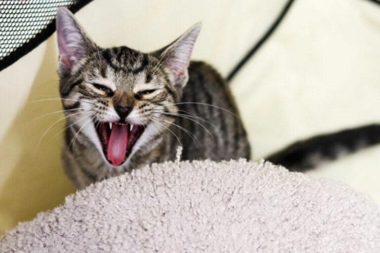 Gato estressado