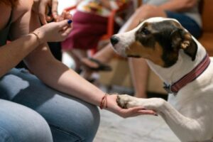 ONGs para cachorros