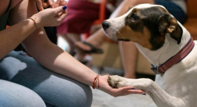 ONGs de Proteção Animal: Um Ato de Amor e Cuidado