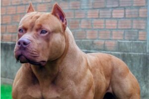 Pitibull