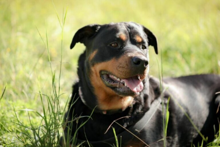 Rottweiler