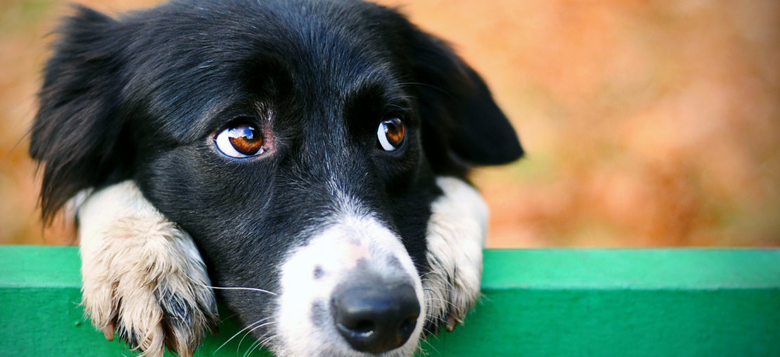 Cachorro Com Gases 1 1