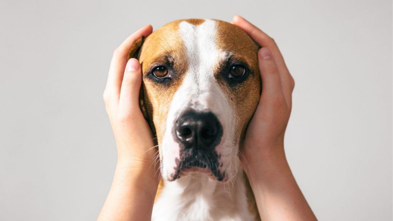 Cachorro Medo Trovao 