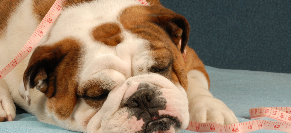 Cachorro Obeso