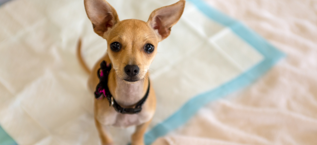 Ensinar O Cachorro A Fazer Xixi No Lugar Certo