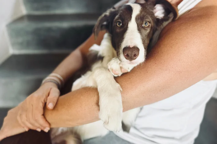 Cachorro Assustadado Ajuda.webp