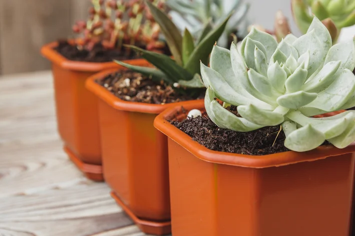 Como Cuidar Suculentas Capa.webp