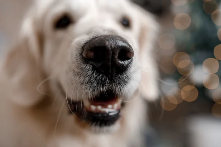 Focinho De Cachorro.webp