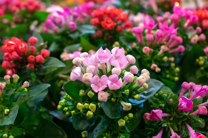 Kalanchoe Capa Guia Plantas.webp