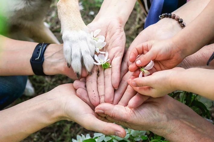 Como Voce Pode Fazer A Diferenca Para Animais De ONGs Hoje.webp