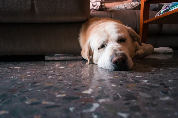 Intoxicacao Alimentar Em Cachorro.webp