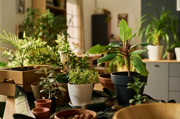 Quiz Qual Planta Voce Deve Cultivar No Primeiro Trimestre Do Ano.webp