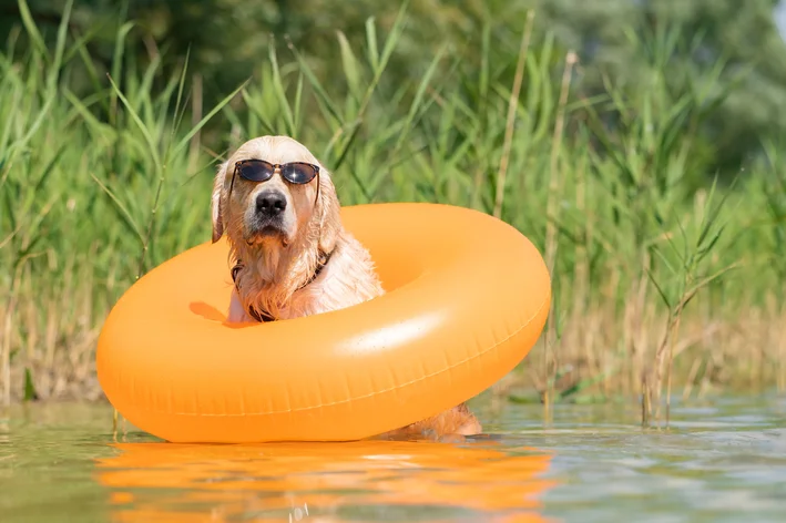Quiz Voce Sabe Quais Cuidados Nao Podem Faltar Para Seu Cao No Primeiro Trimestre Do Ano.webp