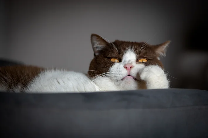 Quiz Voce Sabe Reconhecer Quando Seu Gato Esta Entediado.webp