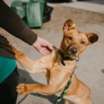 Vira Lata Caramelo Cachorro.webp