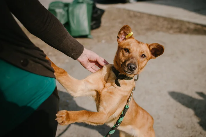 Vira Lata Caramelo Cachorro.webp